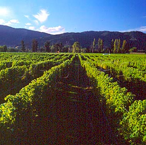 Vineyard of de Gyffarde Marlborough  New Zealand