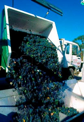 Grapes arrive at Spice Route winery   Malmesbury South Africa Swartland
