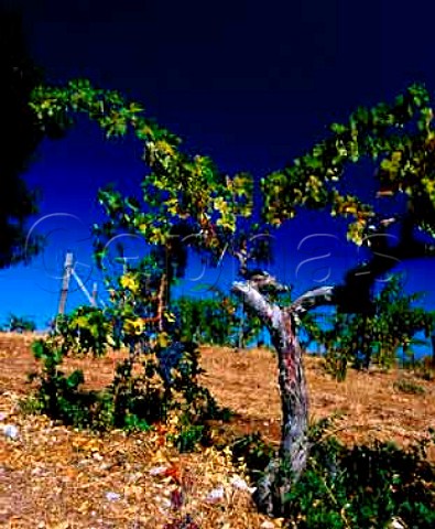 Old Cabernet Sauvignon vine in Ridge Vineyards   Monte Bello Vineyard Cupertino California   Santa Cruz Mountains AVA