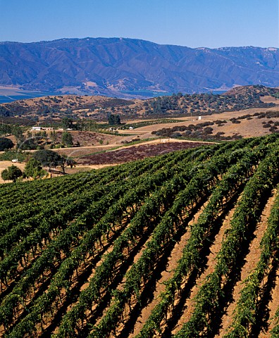 Chalone vineyards in the Gavilan Mountains above   Soledad Monterey Co California   Chalone AVA