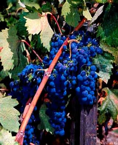 Zinfandel grapes of Dusi Ranch which go to   Ridge Vineyards for one of their singlevineyard   wines    Paso Robles San Luis Obispo Co   California     Paso Robles AVA