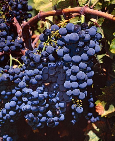 Zinfandel grapes of Dusi Ranch which go to   Ridge Vineyards for one of their singlevineyard   wines    Paso Robles San Luis Obispo Co   California     Paso Robles AVA