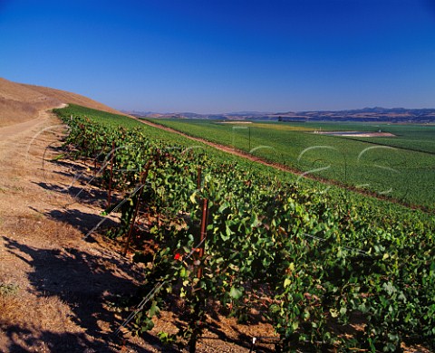 Bien Nacido Vineyard Block 2 the grapes from here are used by Jim Clendenen of Au Bon Climat for his Knox Alexander Pinot Noir  Santa Maria Santa Barbara Co California  Santa Maria Valley AVA