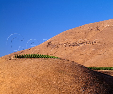 Block of Syrah in Bien Nacido Vineyard used by   Qup for its Hillside Select     Santa Maria Santa Barbara Co California       Santa Maria Valley AVA