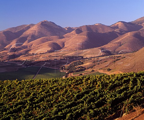 Bien Nacido Vineyard Block 11 A total of 26 acres   containing Pinot Noir and Chardonnay for   Au Bon Climat and Syrah and Roussanne for Qup   Santa Maria Santa Barbara Co California       Santa Maria Valley AVA