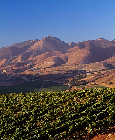 Bien Nacido Vineyard Block 11 A total of 26 acres containing Pinot Noir and Chardonnay for Au Bon Climat and Syrah and Roussanne for Qup   Santa Maria Santa Barbara Co California       Santa Maria Valley AVA