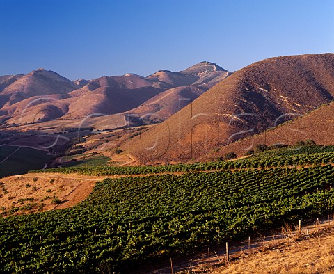 Bien Nacido Vineyard Block 11 A total of 26 acres   containing Pinot Noir and Chardonnay for   Au Bon Climat and Syrah and Roussanne for Qup   Santa Maria Santa Barbara Co California       Santa Maria Valley AVA