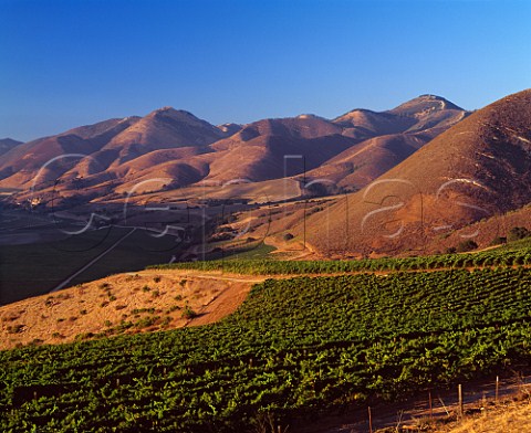 Bien Nacido Vineyard Block 11 containing Pinot Noir and Chardonnay for Au Bon Climat and Syrah and Roussanne for Qup   Santa Maria Santa Barbara Co California   Santa Maria Valley AVA