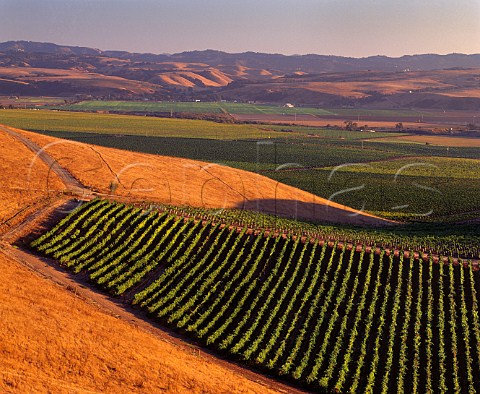 Bien Nacido Vineyard  block of Barbera used by Au Bon Climat Santa Maria Santa Barbara County California Santa Maria Valley AVA