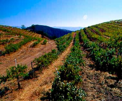 Jensen Vineyard Pinot Noir of Calera at an   altitude of around 2200 feet in the Gavilan   Mountains Hollister San Benito Co California    Mount Harlan AVA