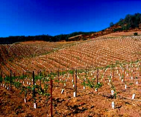 Newly replanted section of Mills Vineyard   Pinot Noir of Calera at an altitude of around 2200   feet in the Gavilan Mountains Hollister   San Benito Co California  Mount Harlan AVA