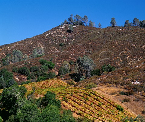 Pinot Noir vines in Selleck Vineyard of Calera at an altitude of around 2200 feet in the Gavilan Mountains Hollister San Benito County California Mount Harlan AVA