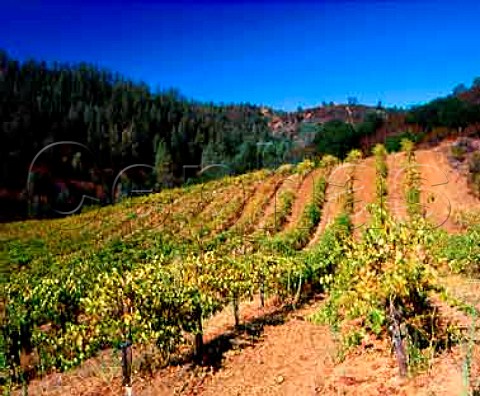 Selleck Vineyard Pinot Noir of Calera at an   altitude of around 2200 feet in the Gavilan   Mountains Hollister San Benito Co California    Mount Harlan AVA