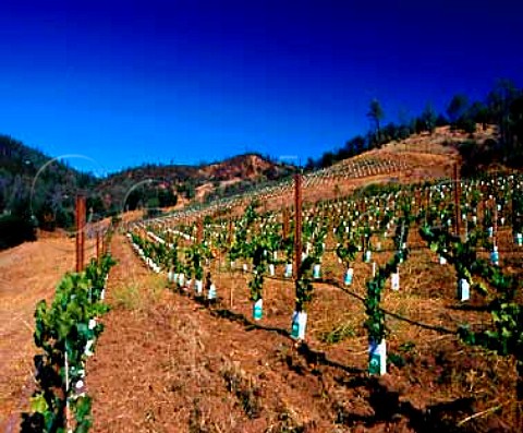 New Chardonnay vineyard of Calera at an altitude   of around 2200 feet in the Gavilan Mountains   Hollister San Benito Co California    Mount Harlan AVA