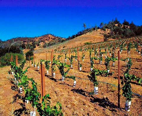 Young vineyard of Calera at an altitude   of around 2200 feet in the Gavilan Mountains   Hollister San Benito Co California    Mount Harlan AVA