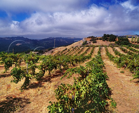 Ridge Vineyards Monte Bello Vineyard high in the Santa Cruz Mountains Cupertino California  Santa Cruz Mountains AVA
