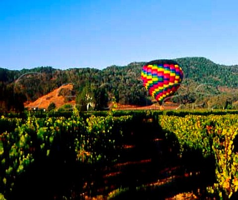 Hotair balloon over vineyard at Yountville   Napa Co California    Napa Valley