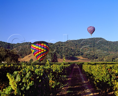 Hotair balloons over vineyard at Yountville   Napa Co California    Napa Valley