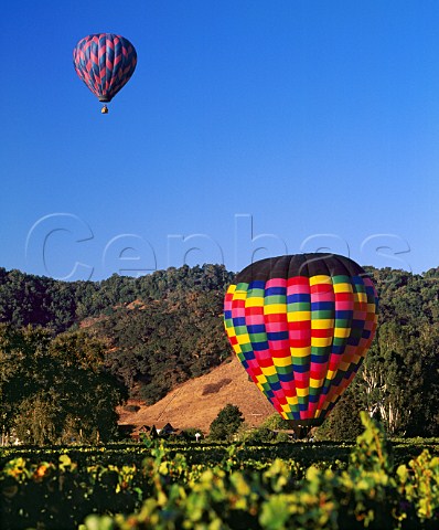 Hotair balloons over vineyard at Yountville   Napa Co California    Napa Valley