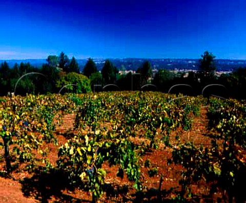 Old Zinfandel vines in Black Sears Vineyard on   Howell Mountain Angwin Napa Co California   Howell Mountain AVA