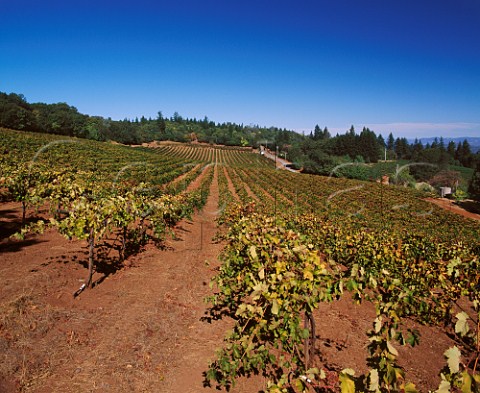 Autumnal Zinfandel vines in Black Sears Vineyard   on Howell Mountain Angwin Napa Valley California   Howell Mountain AVA