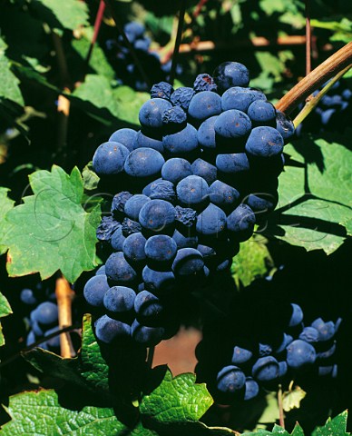 Zinfandel grapes in Summit Lake Vineyard   Angwin Napa Valley California   Howell Mountain AVA