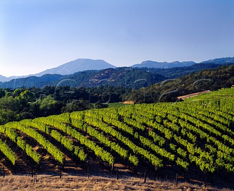 Part of the 180acre Quintessa vineyard from which  Franciscan produce a top Meritage red from  Cabernet Sauvignon Merlot and Cabernet Franc  Mount St Helena is in the distance  Rutherford Napa Valley California