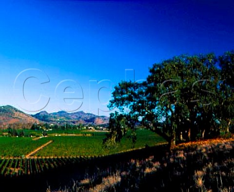 View southeast from above Usibelli Ranch in   Rutherford towards the Stags Leap district  Napa Valley California