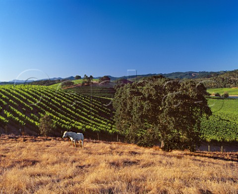 View over the Quintessa vineyard from which Franciscan produce a Meritage red from Cabernet Sauvignon Merlot and Cabernet Franc  Rutherford Napa Valley California