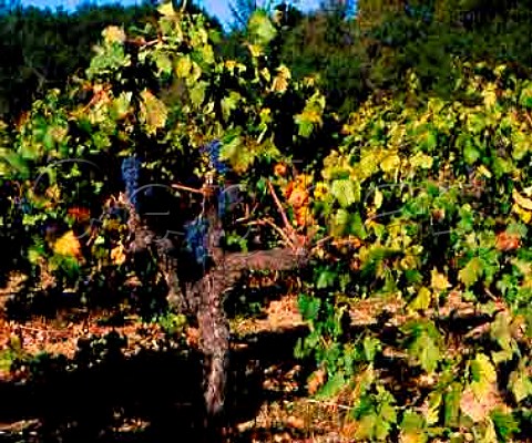 Zinfandel grapes on old vine in Lytton Springs   Vineyard of Ridge Healdsburg Sonoma Co   California    Dry Creek Valley AVA