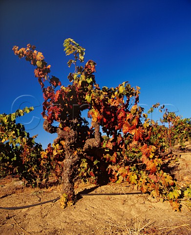 100year old Zinfandel vine in Lytton Springs Vineyard of Ridge Healdsburg Sonoma County California Dry Creek Valley AVA