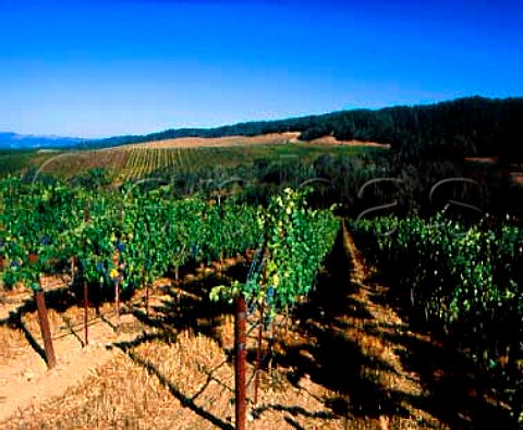 Cabernet Sauvignon vineyard on Frei Ranch of   Gallo Sonoma Healdsburg Sonoma Co California     Dry Creek Valley AVA
