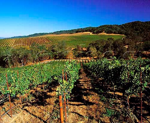 Cabernet Sauvignon vineyard on Frei Ranch of   Gallo Sonoma Healdsburg Sonoma Co California     Dry Creek Valley AVA