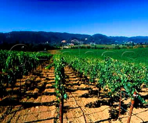 Frei Ranch vineyard of Gallo Sonoma Healdsburg   Sonoma Co California   Dry Creek Valley AVA