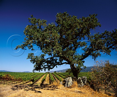 Oak tree in Barelli Creek Vineyard of Gallo Sonoma   Healdsburg Sonoma Co California     Alexander Valley AVA