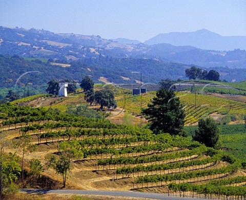 Barelli Creek Vineyard of Gallo Sonoma in foreground with the Silver Oak vineyard and its water tower beyond In the distance is Mount St Helena Healdsburg Sonoma Co California   Alexander Valley AVA