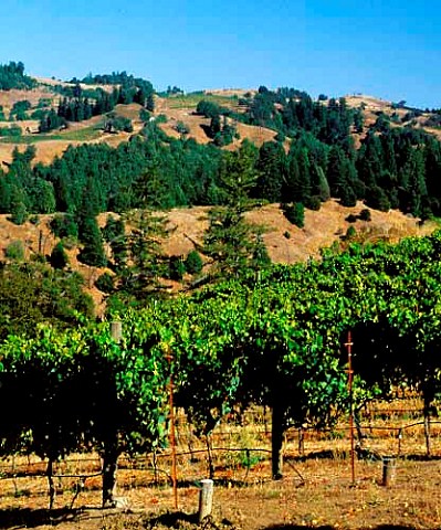 Flowers Vineyard on Camp Meeting Ridge Cazadero   Sonoma Co California    Sonoma Coast AVA