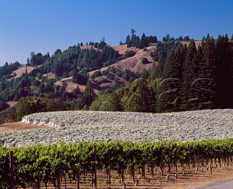 Bird netting over vineyard of Flowers Winery on  Camp Meeting Ridge near Cazadero Sonoma Co  California    Sonoma Coast AVA