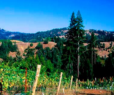 Vineyard of Flowers Winery on Camp Meeting Ridge   near Cazadero Sonoma Co California      Sonoma Coast AVA