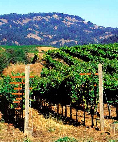 Vineyard of Flowers Winery on Camp Meeting Ridge   near Cazadero Sonoma Co California      Sonoma Coast AVA