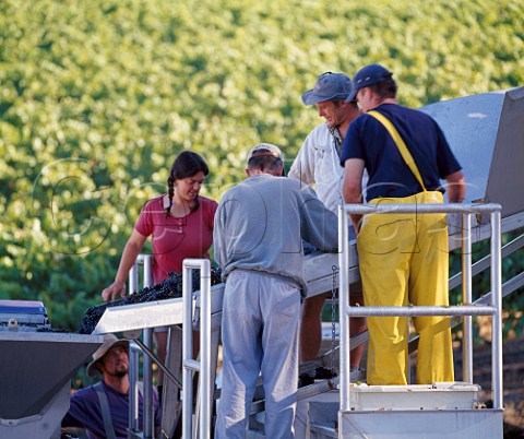 Sorting Pinot Noir grapes as they arrive at Flowers   Winery on Camp Meeting Ridge near Cazadero   Sonoma Co California    Sonoma Coast AVA