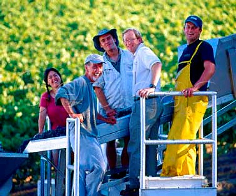 Walt Flowers front left and his team sorting Pinot   Noir grapes as they arrive at Flowers Winery on Camp   Meeting Ridge near Cazadero   Sonoma Co California    Sonoma Coast AVA