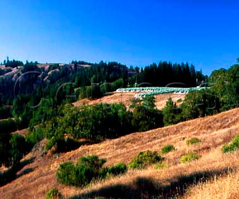 Antibird netting over vineyard of Flowers Winery on   Camp Meeting Ridge near Cazadero   Sonoma Co California    Sonoma Coast AVA