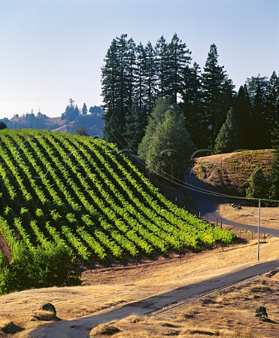 Small vineyard on one of the ridges close to the Pacific Coast Near Cazadero Sonoma Co California Fort RossSeaview  Sonoma Coast AVAs