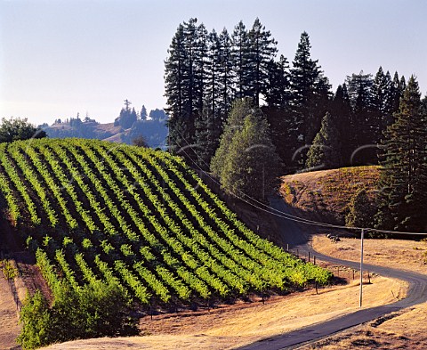 Small vineyard on one of the ridges close to the Pacific coast Near Cazadero Sonoma Co California Fort RossSeaview  Sonoma Coast AVAs