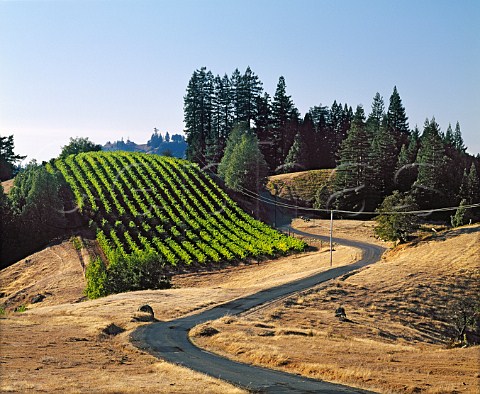 Small vineyard on one of the ridges close to the Pacific coast Near Cazadero Sonoma Co California Sonoma Coast AVA