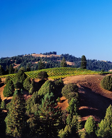 Small vineyard on one of the ridges close to the Pacific coast near Cazadero Sonoma Co California   Sonoma Coast AVA