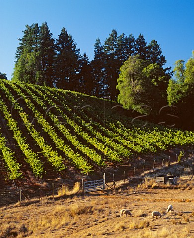 Charles Ranch vineyard of Martinelli on one of the ridges close to the Pacific Coast Near Cazadero Sonoma Co California Fort RossSeaview  Sonoma Coast AVA