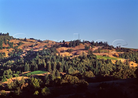 Small vineyards on ridges close to the Pacific Coast Near Cazadero Sonoma Co California Fort RossSeaview  Sonoma Coast AVAs