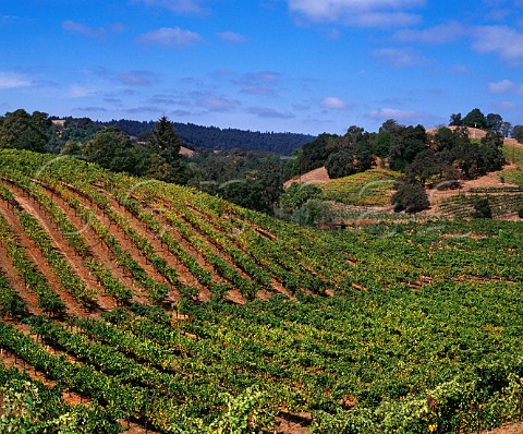 Vineyard along Westside Road near Healdsburg Sonoma Co California Russian River Valley AVA